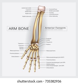 Arm and Hand Bone Vector Illustration