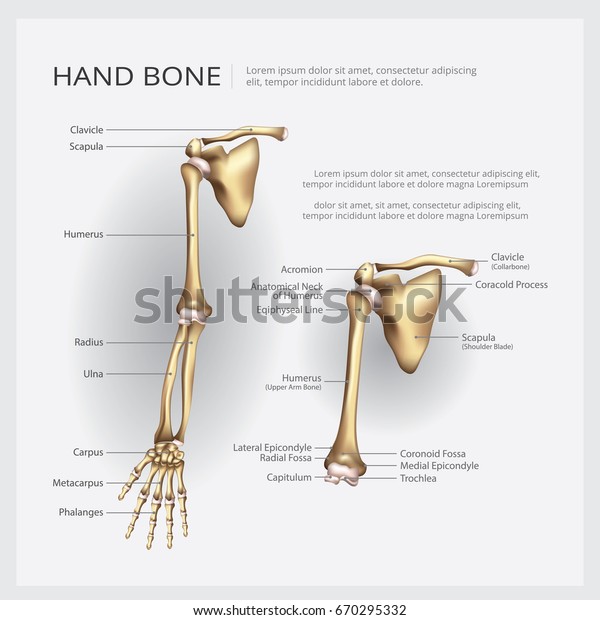 Arm and Hand Bone\
Vector Illustration