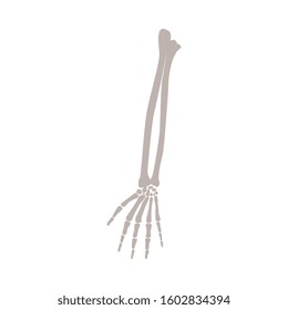 Arm and hand bones part of human skeleton vector illustration isolated on white background. Print for t-shirt and halloween costume or element of medicine design.