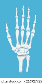 Arm, hand icon of radiography and x-ray concept vector. Phalanges of hand.