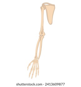 Arm, hand and shoulder bone illustration