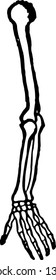 Arm of humans and Humerus or bone of upper arm, vintage line drawing or engraving illustration.