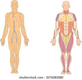 arm leg bone skeleton human biology muscle joint meat