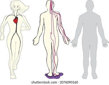 Knochenskelett für das Muskelfleisch der menschlichen Biologie