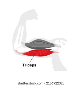 Arm muscle anatomical illustration ( triceps )
