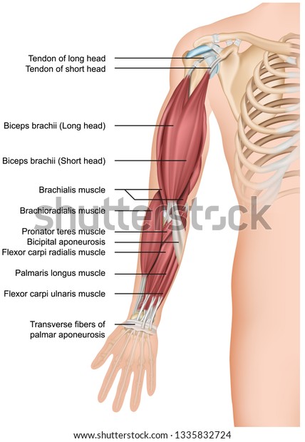 腕の筋肉解剖学3d医療用ベクターイラスト前腕 のベクター画像素材 ロイヤリティフリー