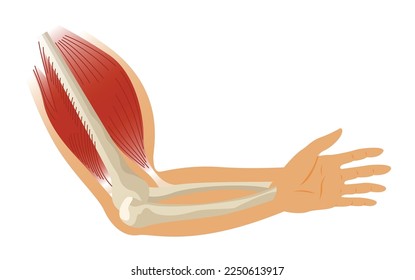 Arm muscle biceps with skeleton. Muscle tension of human hand on white background. Bones and joints in male silhouette. Medical vector illustration of hand for clinic or hospital