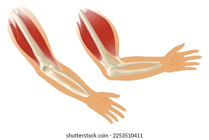 Arm muscle biceps with skeleton. Muscle tension of human hand on white background. Bones and joints in male silhouette. Medical vector illustration of hand for clinic or hospital