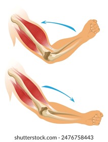 Arm muscle biceps with skeleton. Muscle tension of human hand on white background. Bones and joints in male silhouette. Medical vector illustration of hand for clinic or hospital