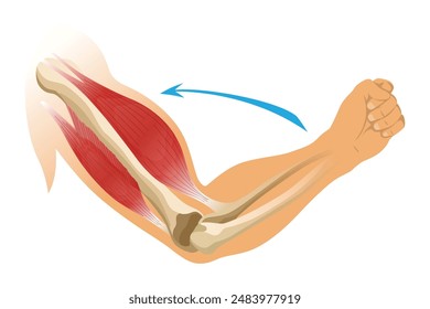 Brazo músculo bíceps con esqueleto. Tensión muscular de la mano humana sobre fondo blanco. Huesos y articulaciones en silueta masculina. Ilustración vectorial médica de la mano para clínica u hospital