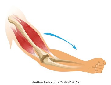 Brazo músculo bíceps con esqueleto. Tensión muscular de la mano humana sobre fondo blanco. Huesos y articulaciones en silueta masculina. Ilustración vectorial médica de la mano para clínica u hospital