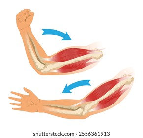 Arm muscle biceps with skeleton. Muscle tension of human hand on white background. Bones and joints in male silhouette. Medical vector illustration of hand for clinic or hospital