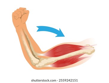 Arm muscle biceps with skeleton. Muscle tension of human hand on white background. Bones and joints in male silhouette. Medical vector illustration of hand for clinic or hospital