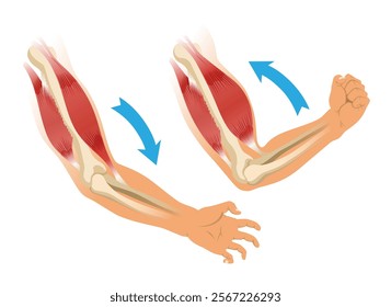 Arm muscle biceps with skeleton. Muscle tension of human hand on white background. Bones and joints in male silhouette. Medical vector illustration of hand for clinic or hospital