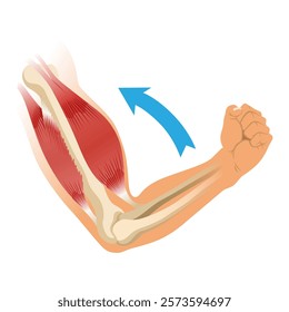 Arm muscle biceps with skeleton. Muscle tension of human hand on white background. Bones and joints in male silhouette. Medical vector illustration of hand for clinic or hospital