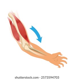 Arm muscle biceps with skeleton. Muscle tension of human hand on white background. Bones and joints in male silhouette. Medical vector illustration of hand for clinic or hospital