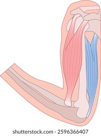 
Arm muscle biceps triceps human body structure diagram