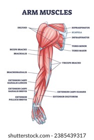 Descripción médica de los músculos del brazo con títulos latinos etiquetados diagrama de esquema. Esquema educativo con ilustración vectorial del sistema muscular físico. Deltoid, biceps, triceps y la ubicación de las partes de los árboles.