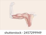 Arm muscles, tendons, and bones