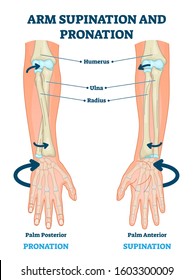 Arm supination and pronation vector illustration. Labeled anatomical scheme. Medical diagram with inner bones and joints. Compared palm posterior and anterior. Hand rotation movement biological terms.