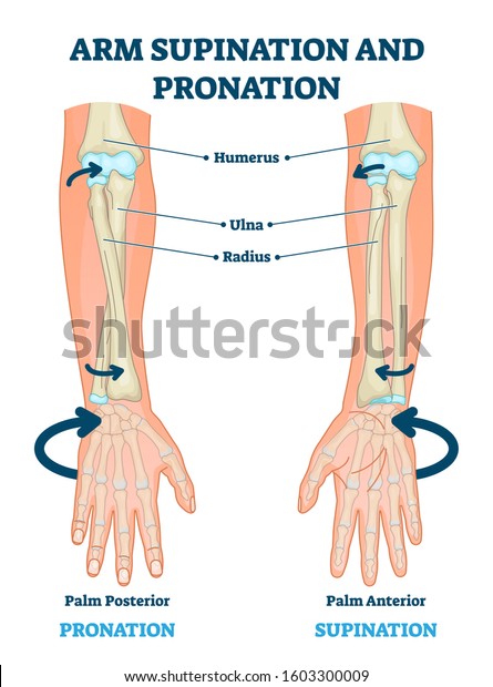 Arm supination and pronation vector illustration.\
Labeled anatomical scheme. Medical diagram with inner bones and\
joints. Compared palm posterior and anterior. Hand rotation\
movement biological terms.