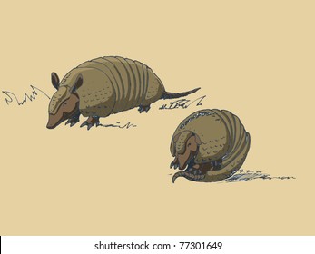 armadillo