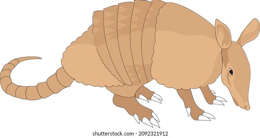 336 Armadillo in a ball Images, Stock Photos & Vectors | Shutterstock