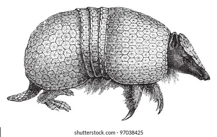 Armadillo (Dasypus tricinctus) / vintage illustration from Meyers Konversations-Lexikon 1897