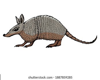 Armadillo, exotic animal. Hand drawn, vector, colored illustration. Side view. Motives of nature, wildlife. Can be used for web design, book and magazine