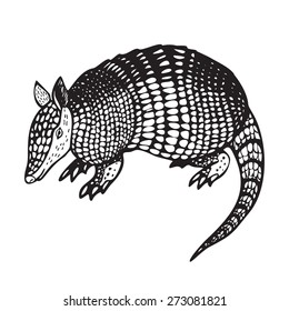 Armadillo hand drawn vector illustration in black and white