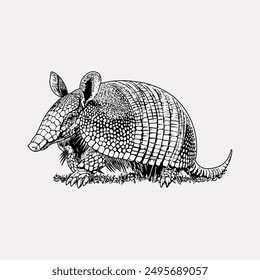 Armadillo hand drawn vintage vector illustration