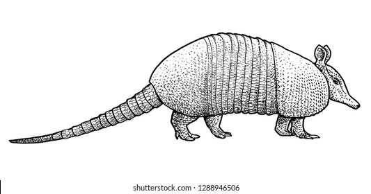 Armadillo Illustration, Drawing, Engraving, Ink, Line Art, Vector