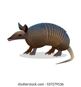 Armadillo isolated on white. 