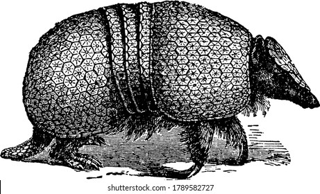 Armadillo Is An Placental Mammal Having Life Span Of 12-15 Years, Vintage Line Drawing Or Engraving Illustration.