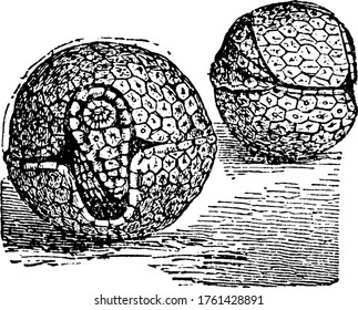 Armadillo rolled itself into circular shell which is its defense mechanism, vintage line drawing or engraving illustration.