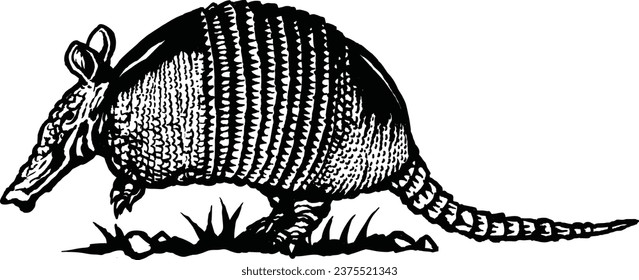 armadillo sketch with white background   vectors, illustration isolated graphics and graphic art