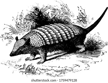 Armadillo Is A Small Mouse Like Placental Mammal Having Height 15-25 Cm, Vintage Line Drawing Or Engraving Illustration.