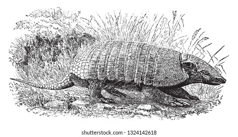 The armadillo, vintage engraved illustration. From Deutch Vogel Teaching in Zoology.
