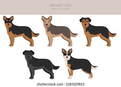 Armant dog clipart. Different poses, coat colors set. vector illustration