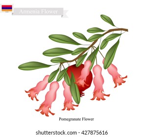 Armenia Flower, Illustration of Pomegranate Flowers. One of The Most Popular Flower in Armenia.
