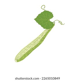 Armenian Cucumber. Armenian Pale Green Cucumber (Cucumis melo).  Hanging on A Vine Isolated on White Background. Isolated on a white background. For web, menu, logo, textile, icon. Vector illustration