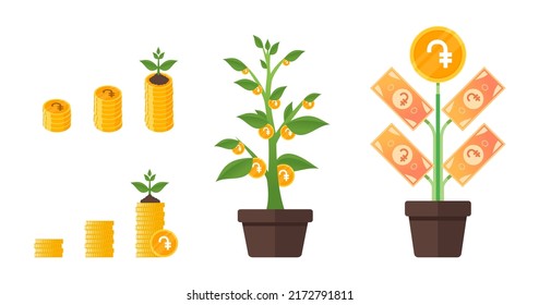 Armenian Dram Money Tree Growing