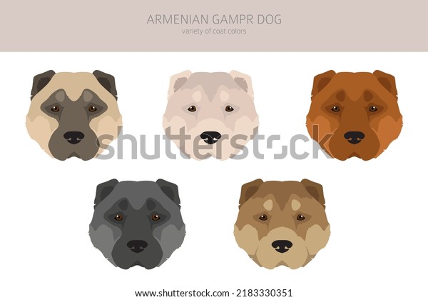 what is the breed of armenian gampr dog