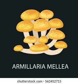 Armillaria mellea isolated, Wild Foraged Mushroom, Vector  edible natural mushrooms in nature set, organic vegetable food collection