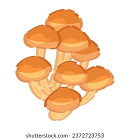 Armillaria mellea mushrooms on white background