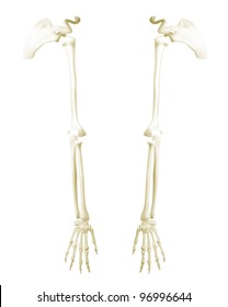 Arms anatomical model