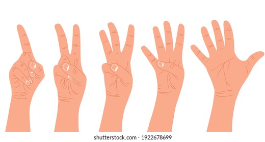 Arms. Count from one to five. Vector illustration in a modern style. For your design.