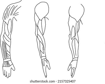 Arms Drawing Anatomy Hand Drawing Human Stock Vector (Royalty Free ...