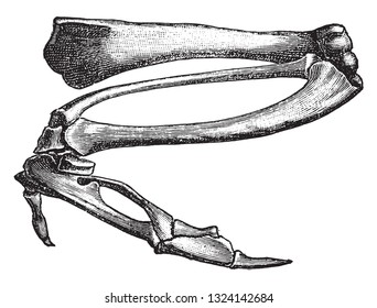 Arms skeleton of the chicken, vintage engraved illustration. From Deutch Vogel Teaching in Zoology.
