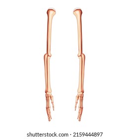 Arms Skeleton Human side lateral view. Set of hands, forearms, humerus, ulna, radius, phalanges 3D realistic flat natural color concept Vector illustration of anatomy isolated on white background